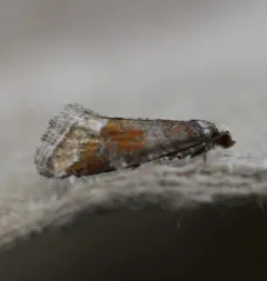 Western Pine Shoot Borer Moth thumbnail 1