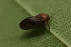 Pachypsylla celtidisgemma thumbnail 3