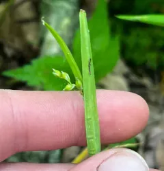 loose-flowered sedge thumbnail 3