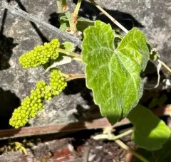 California wild grape thumbnail 4