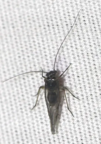Indiopsocus infumatus