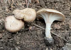 Cleistocybe vernalis thumbnail 2