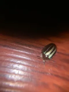 Two-banded Tortoise Beetle thumbnail 2