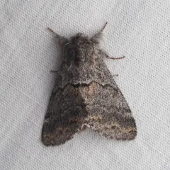 Banded Pebble Moth thumbnail 4