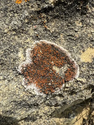 Squamulea galactophylla