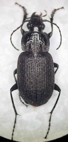 Chlaenius interruptus