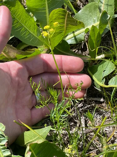Knoke's Biscuitroot