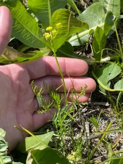 Knoke's Biscuitroot thumbnail 1