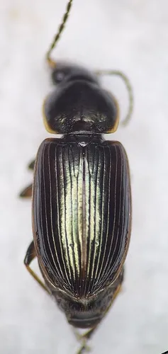 Pale-bordered Harp Ground Beetle