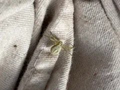 Mecaphesa lepida thumbnail 2