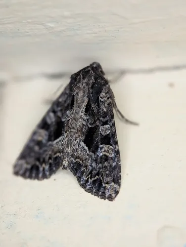 Ignorant Apamea Moth