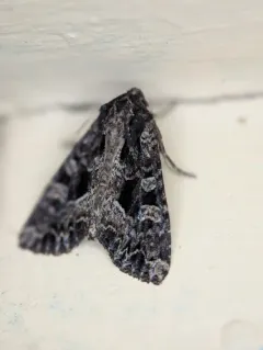 Ignorant Apamea Moth thumbnail 1