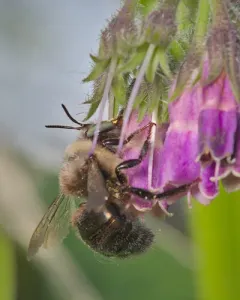 Horse-fly Carpenter Bee thumbnail 4