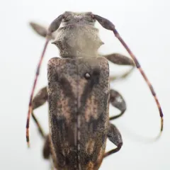 Aegomorphus modestus thumbnail 3
