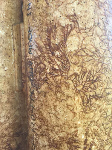 Creeping Bryozoan