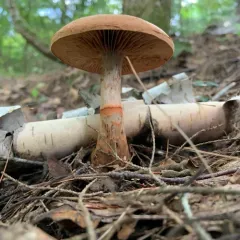 red-banded webcap thumbnail 1