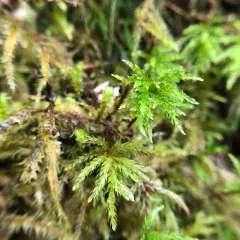 Menzies' Tree Moss thumbnail 2