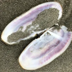 Pacific Razor Clam thumbnail 2