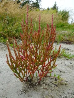 slender glasswort thumbnail 3