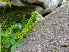 Small Eyebright thumbnail 3