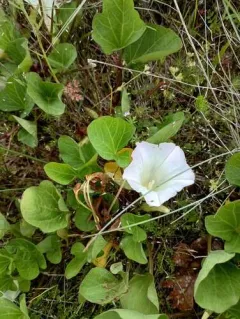 Nightblooming False Bindweed thumbnail 4