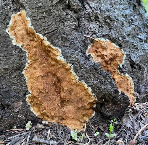 Phellinidium ferrugineofuscum