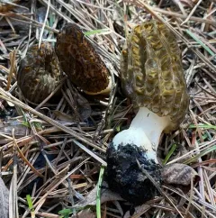 Morchella septimelata thumbnail 2