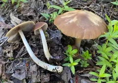 Psathyrella abieticola thumbnail 3