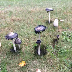 Shaggy Mane thumbnail 3