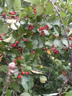 midland hawthorn thumbnail 4