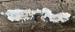 Delicate Spongepore thumbnail 3