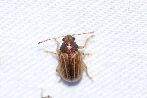 Colaspis suilla