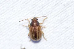 Colaspis suilla thumbnail 1
