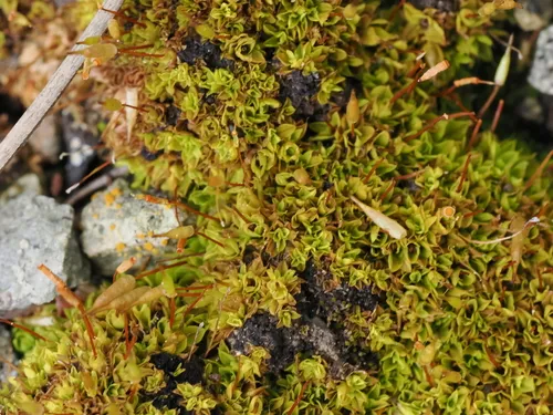 Common Extinguisher-moss