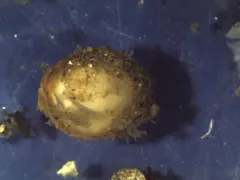 British Columbia Crenella thumbnail 3