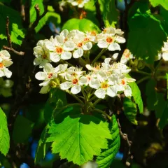 downy hawthorn thumbnail 3