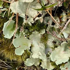 Arctic Kidney Lichen thumbnail 4