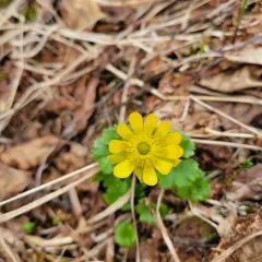 Cooley's Buttercup thumbnail 4