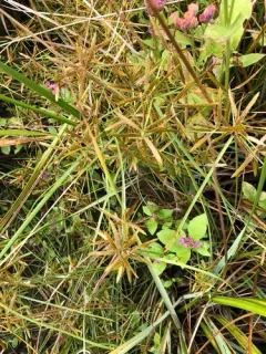 fern flatsedge thumbnail 3