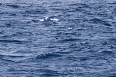 Murphy's Petrel thumbnail 4