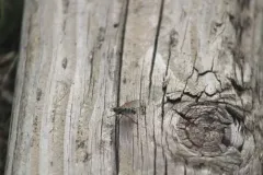 Microphthalma disjuncta thumbnail 2