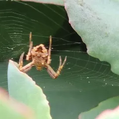 Heptagonal Orbweaver thumbnail 4