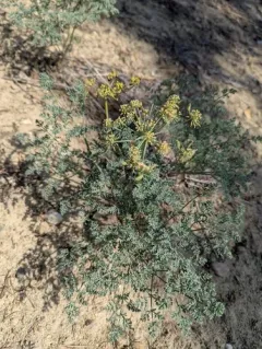 Rone's Desert-Parsley thumbnail 4