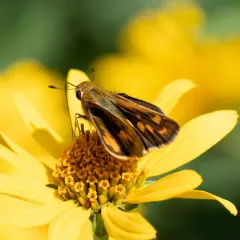 Fiery Skipper thumbnail 2