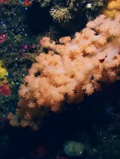 Sea Strawberry thumbnail 3