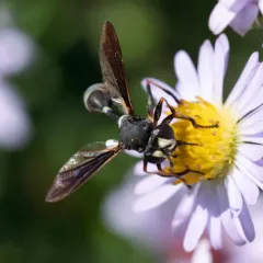 Physocephala tibialis thumbnail 3