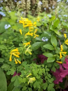 Yellow Fumitory thumbnail 4