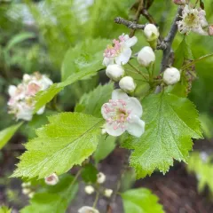 grove hawthorn thumbnail 2