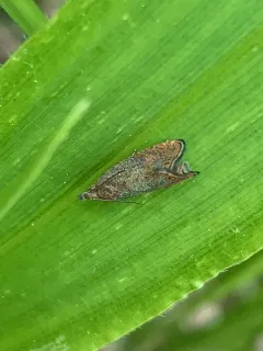Pea Moth thumbnail 3