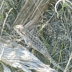 Long-nosed Leopard Lizard thumbnail 4
